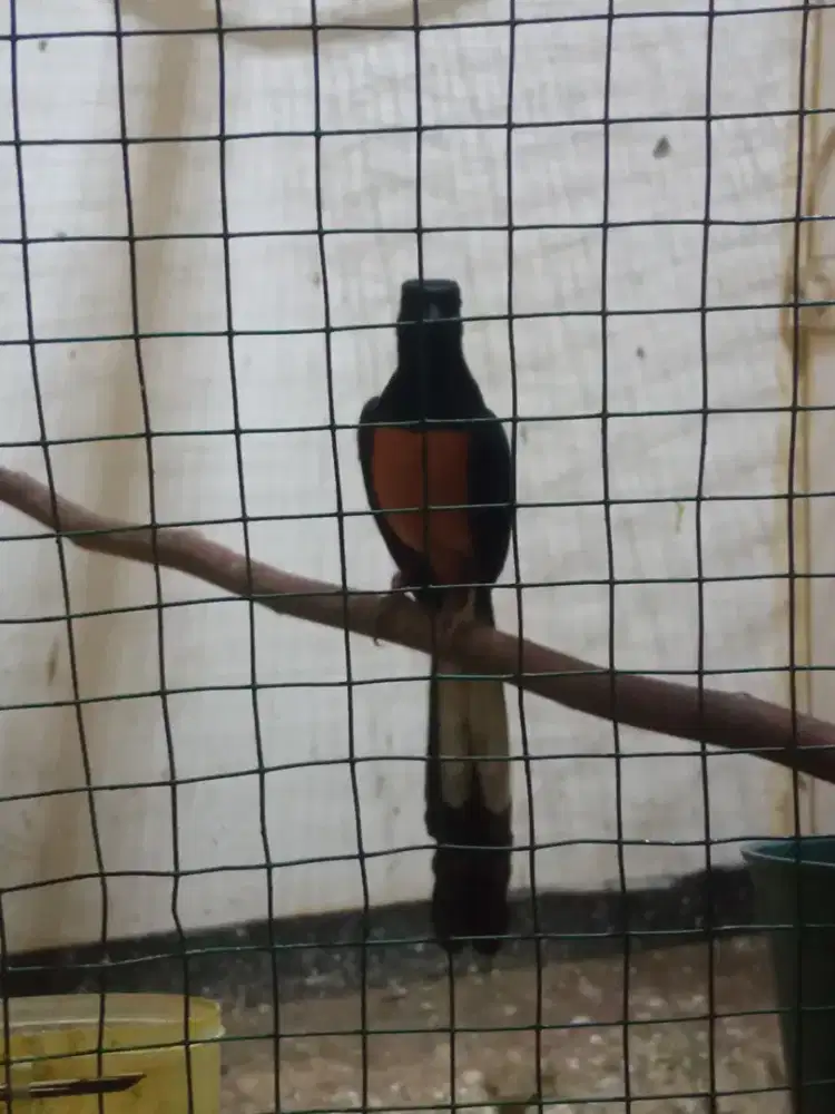 Burung murai batu Medan sepasang