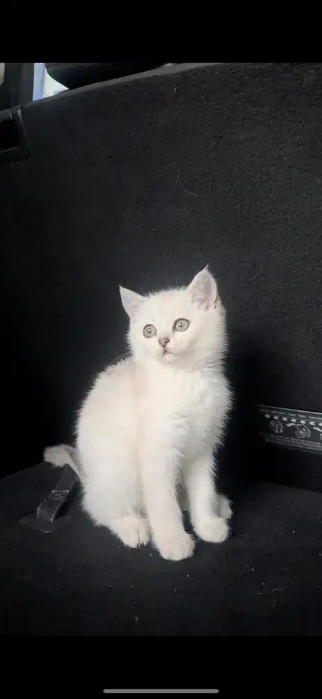 BSH SILVER KITTEN