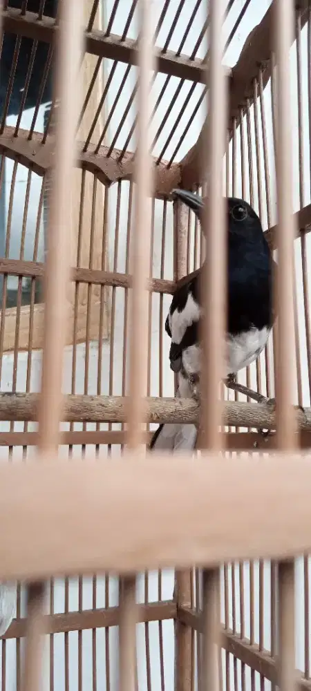 Kacer Mapan Wikplong