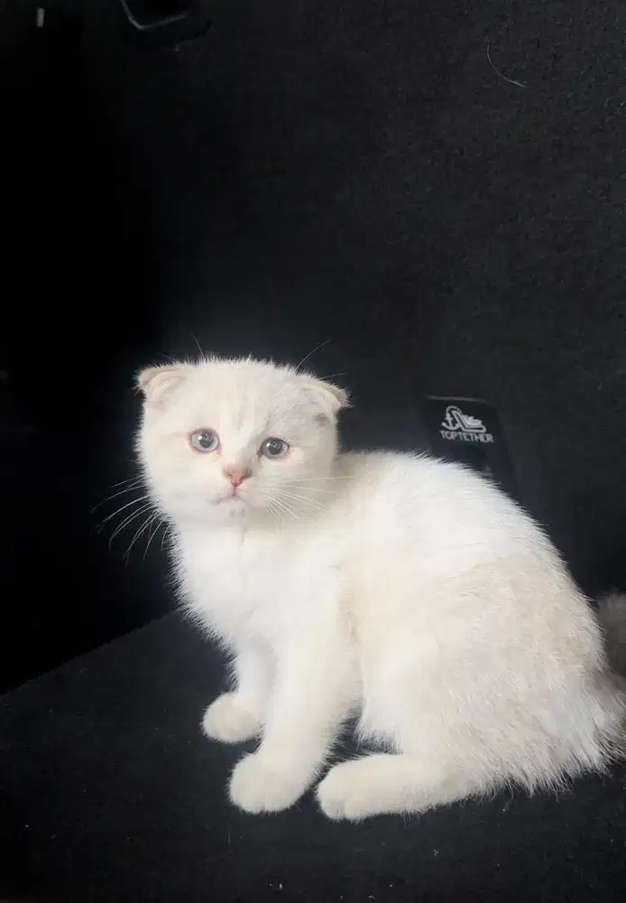 Scottish fold Silver