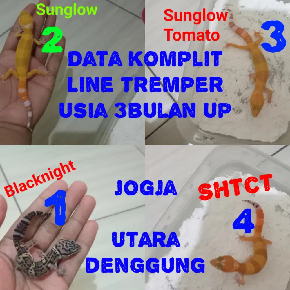 Leopard gecko remaja