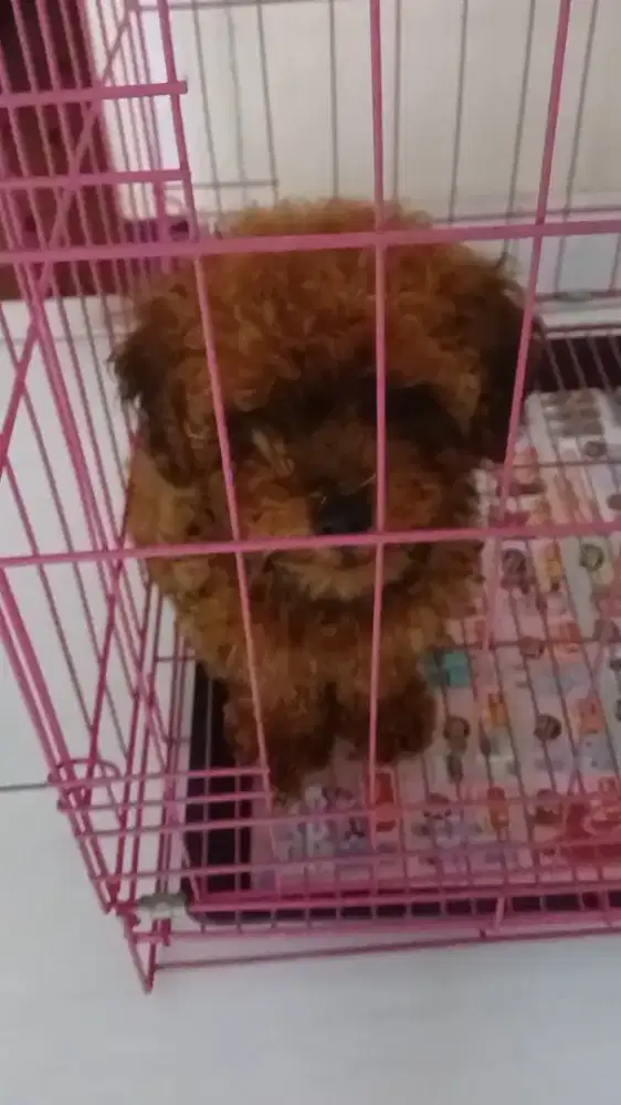 Anak Anjing Jantan Lucu