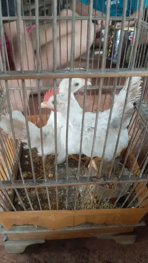 ANAK AYAM KATE PUTIH