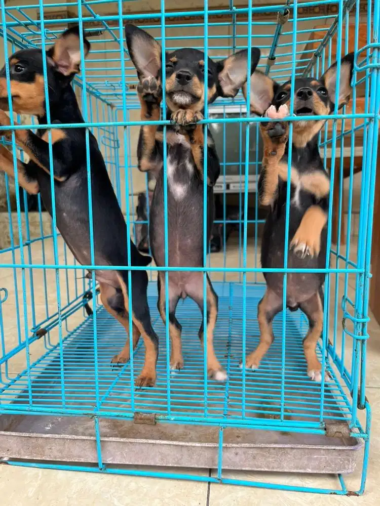 mini phincer betina dan jantan