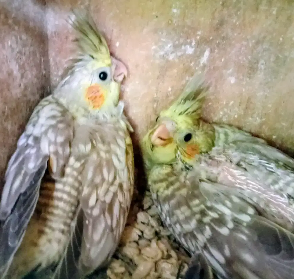 Baby Falk atau cockatiel