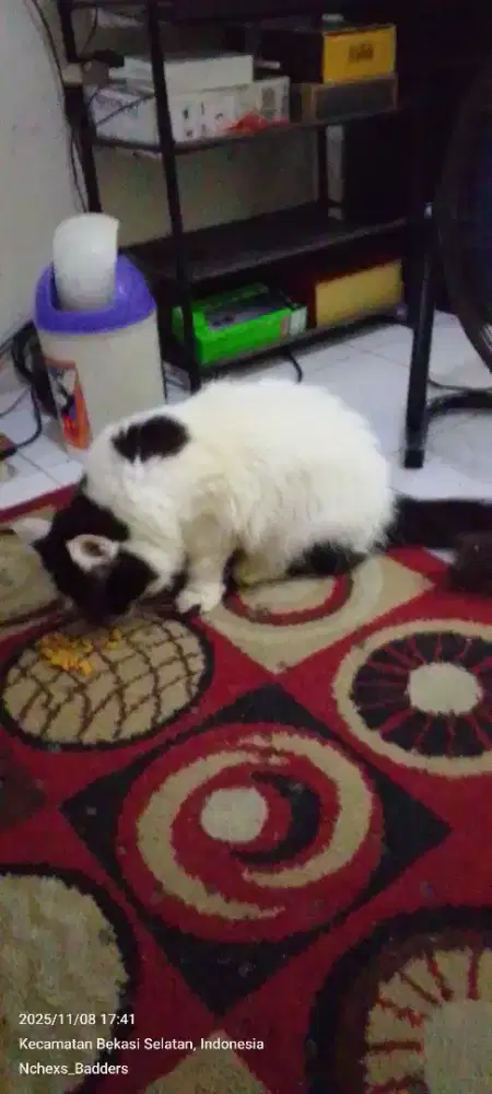 Persia medium black and white