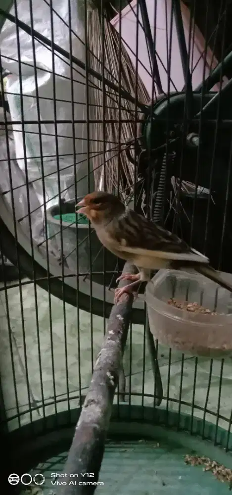 jual burung kenari seri loper warna grejo jantan masi mudh umur 3 bln