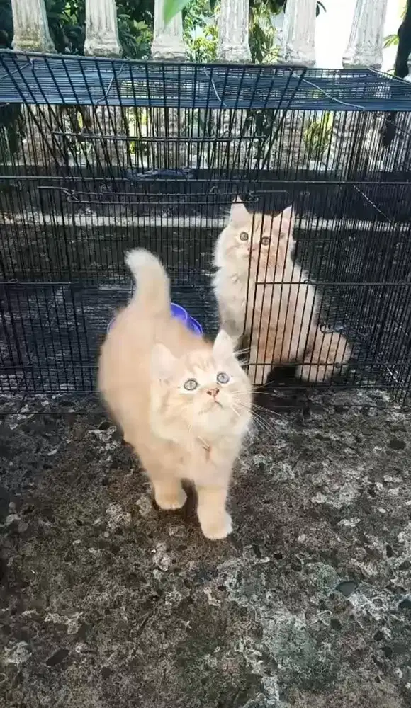 Anak kucing jantan Peranakan Mainecoon