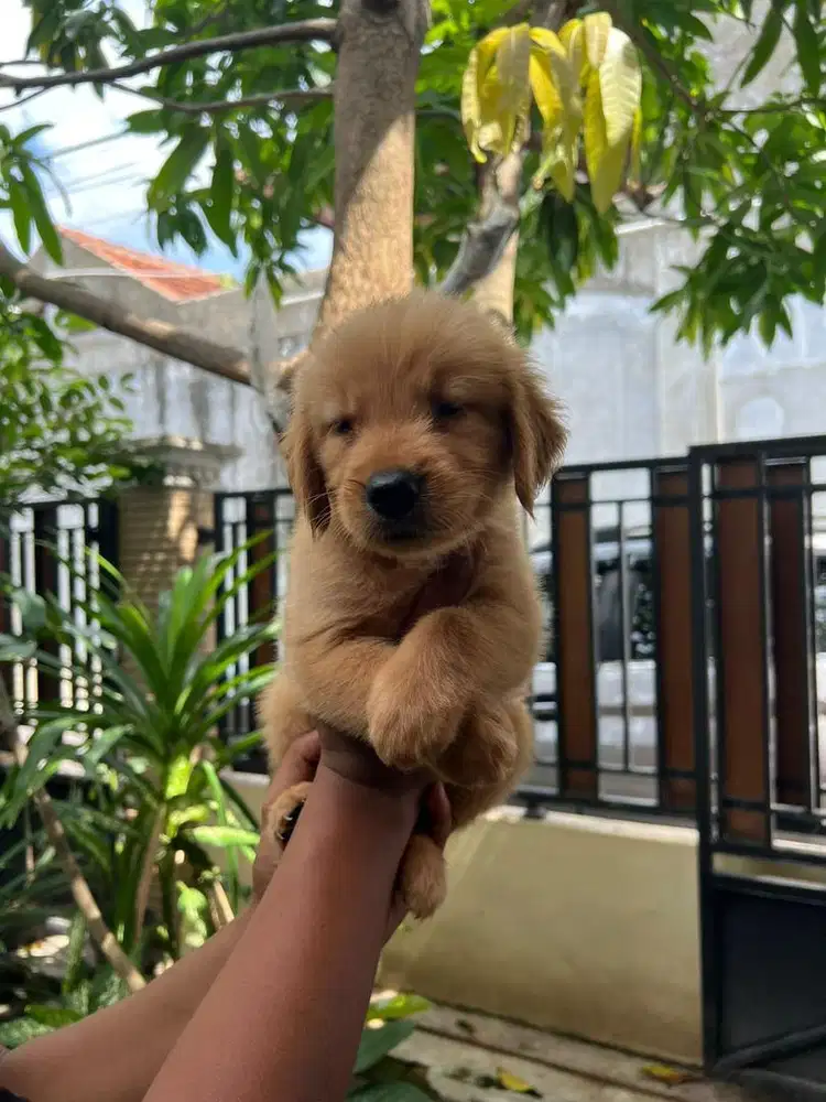 Golden retriever betina puppy