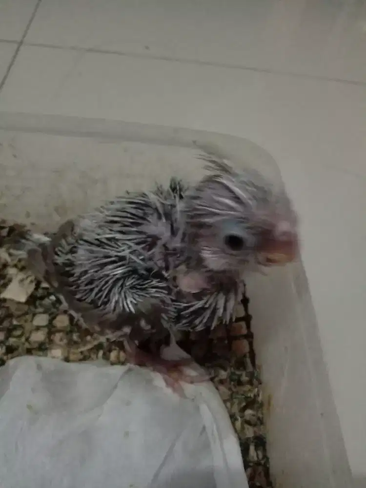 Parkit Australia (falk)