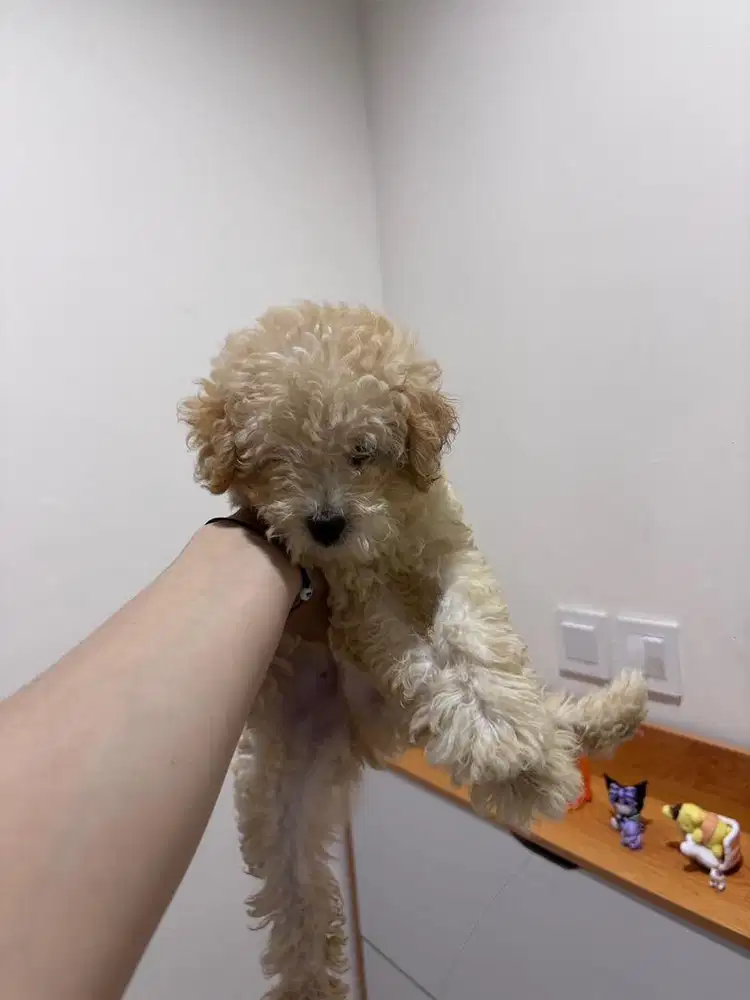 Tiny Poodle puppy