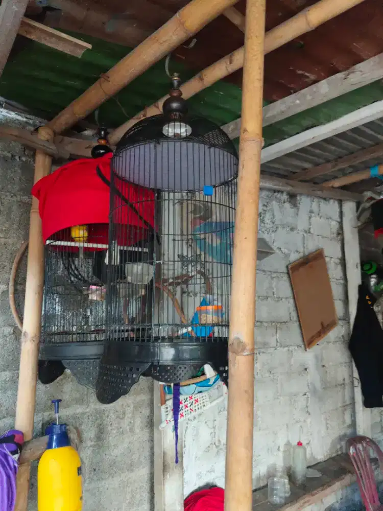 Kandang burung 3 PCS