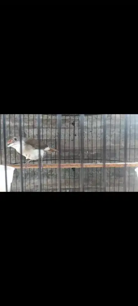 Asi topi sisik masteran