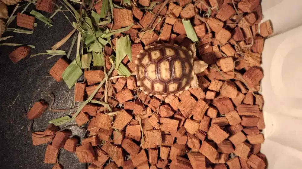 Anakan Sulcataa Ukiran 5cm an (Minus Pilek)