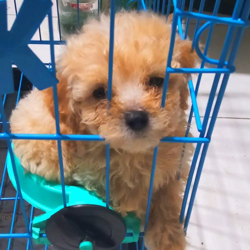 Puppy poodle betina stambum