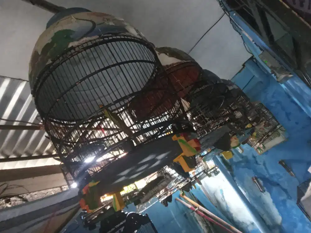 Perkutut lokal rawat an