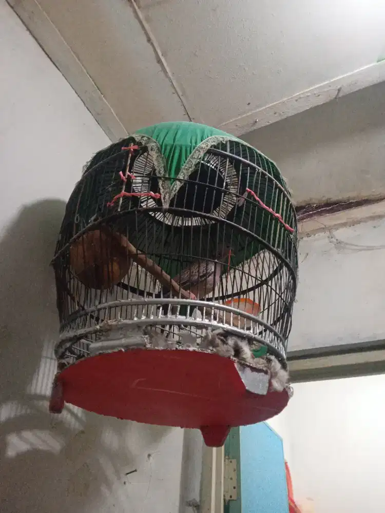 Burung terkukur kuk dua