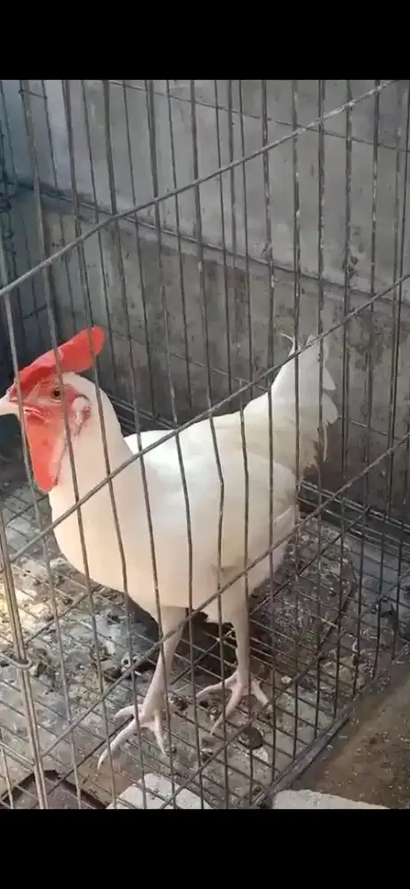 Ayam bekisar putih