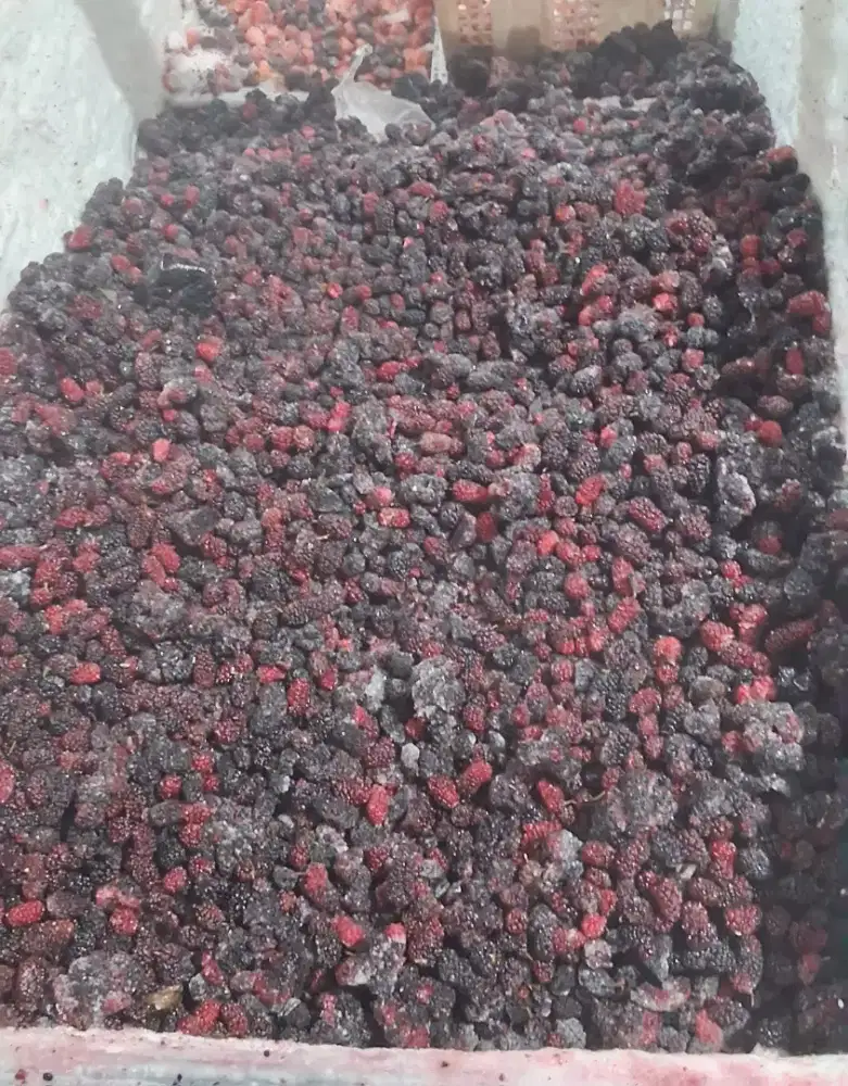 Blackberry/mulberry frozen