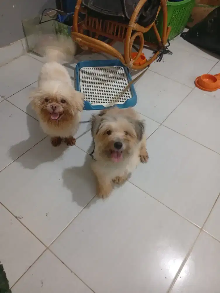Anjing shitzu dan Maltese ras kecil