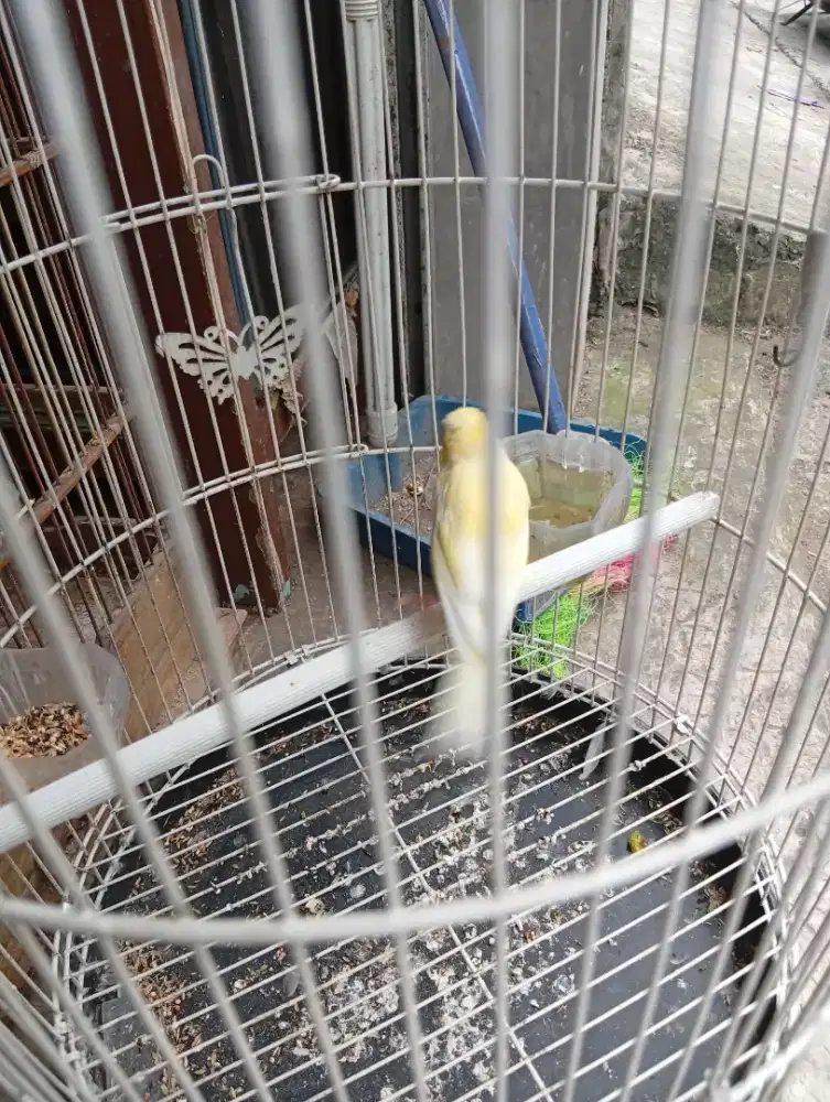 Kenari PAUD riwikan jantan tulen