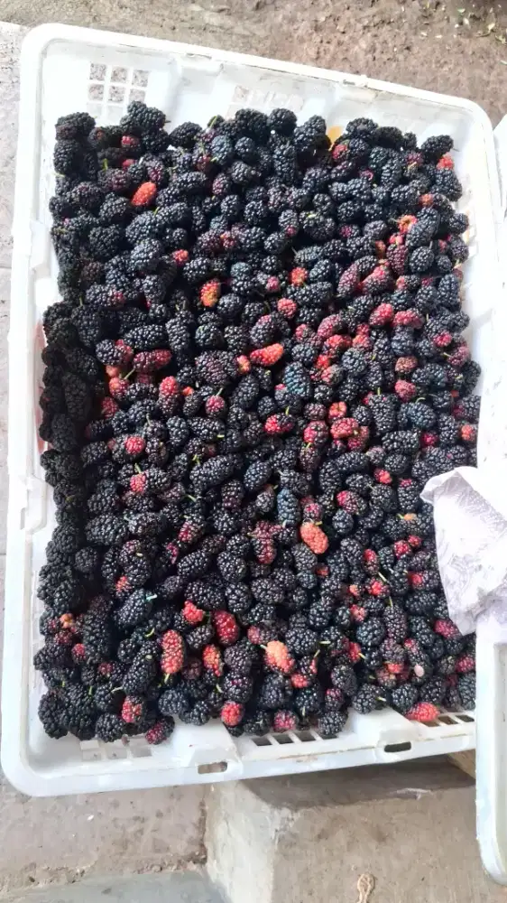 Mulberry/blackberry fresh ciwidey