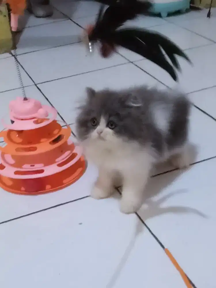 Kucing Persia Flatnose Jantan
