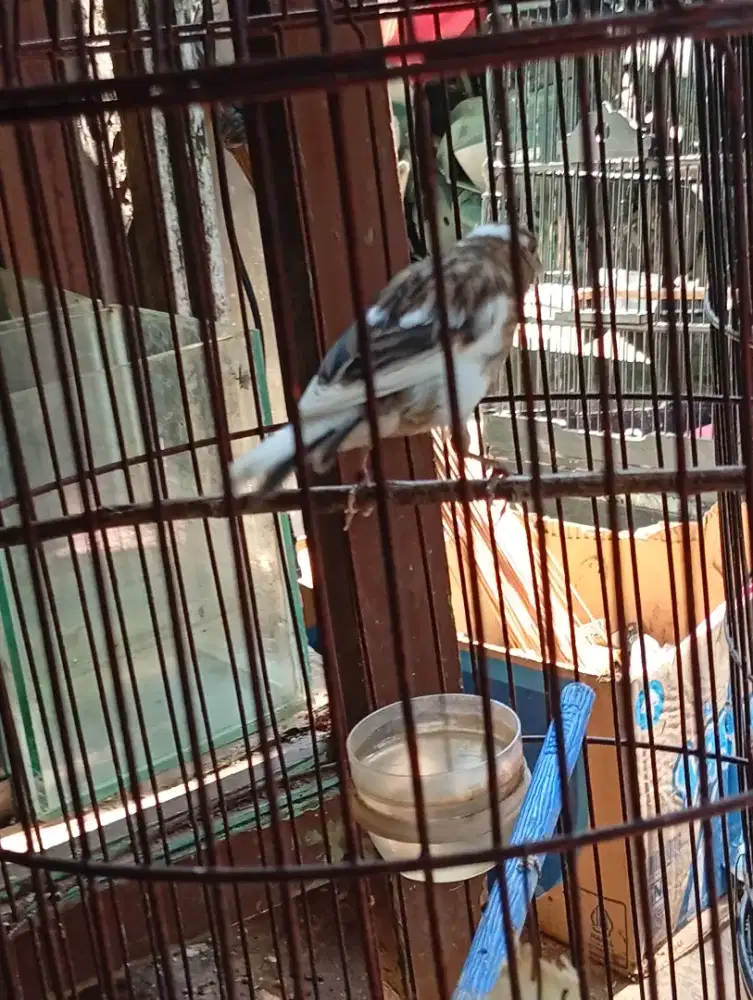 Kenari riwikan PAUD jantan tulen