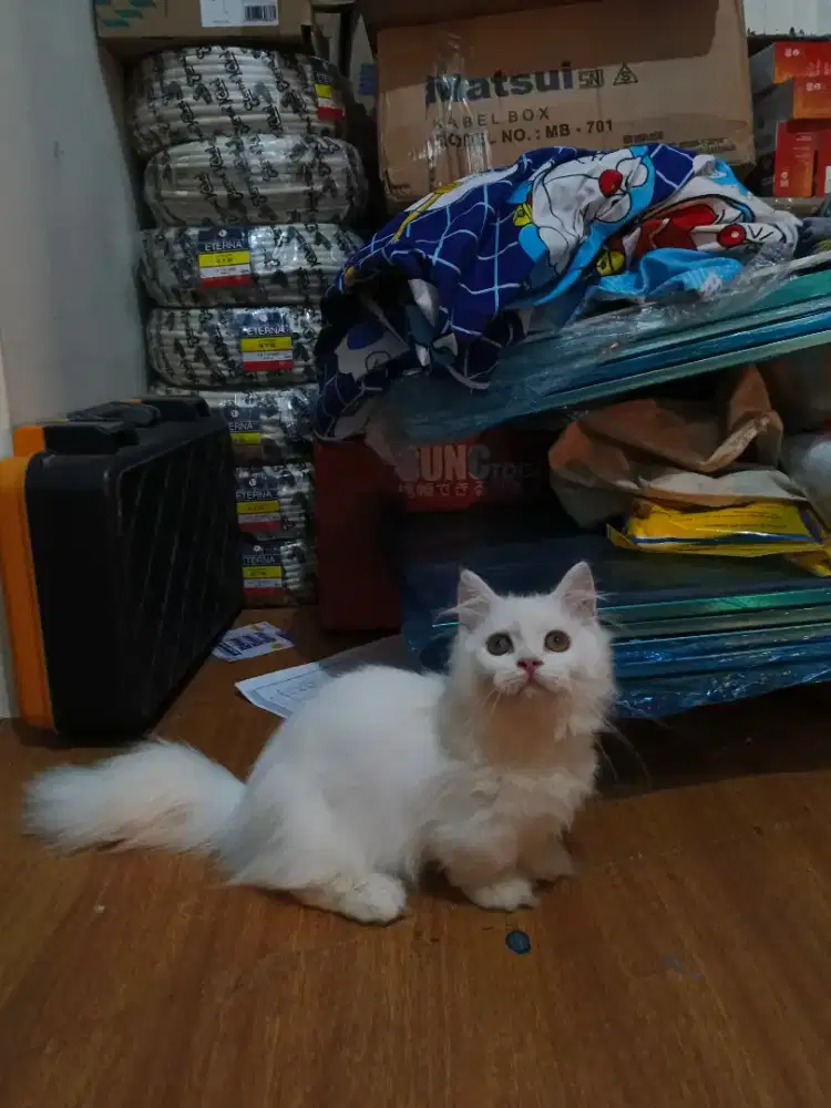 Kucing Munchkin Cebol Jantan