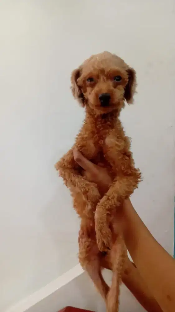 Poodle indukan Murah