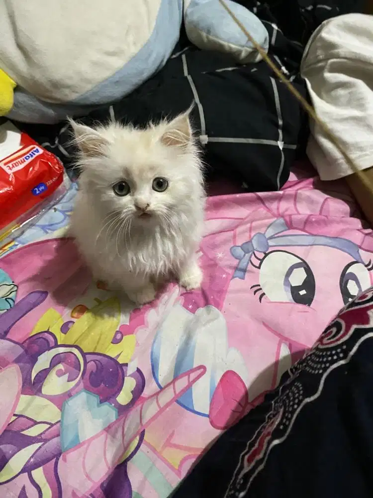 kitten persia putih