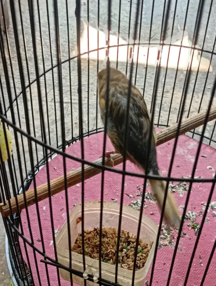 Kenari PAUD F1 riwikan