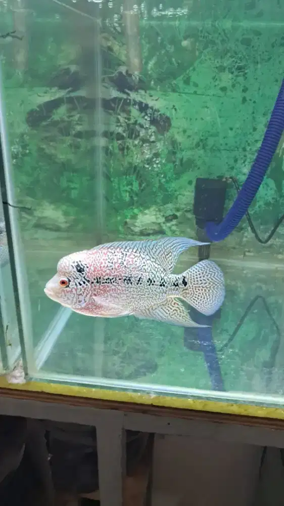 Louhan cencu genetik merah jual Murmer