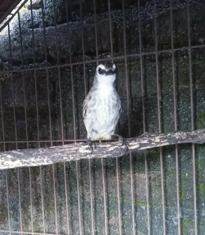 Dua ekor jantan muda sehat