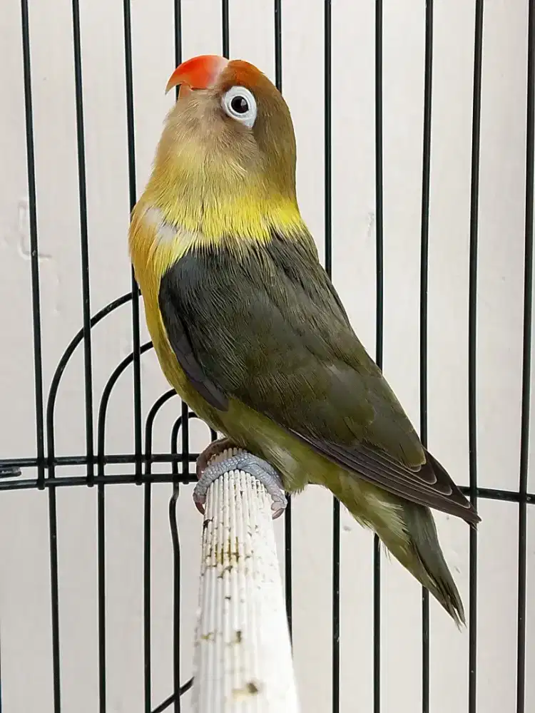 Burung lovebird betina cantik PB parblue