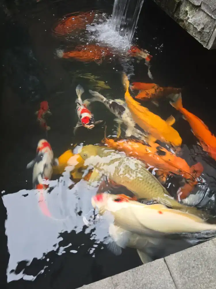 Ikan Koi Blitar (mix)