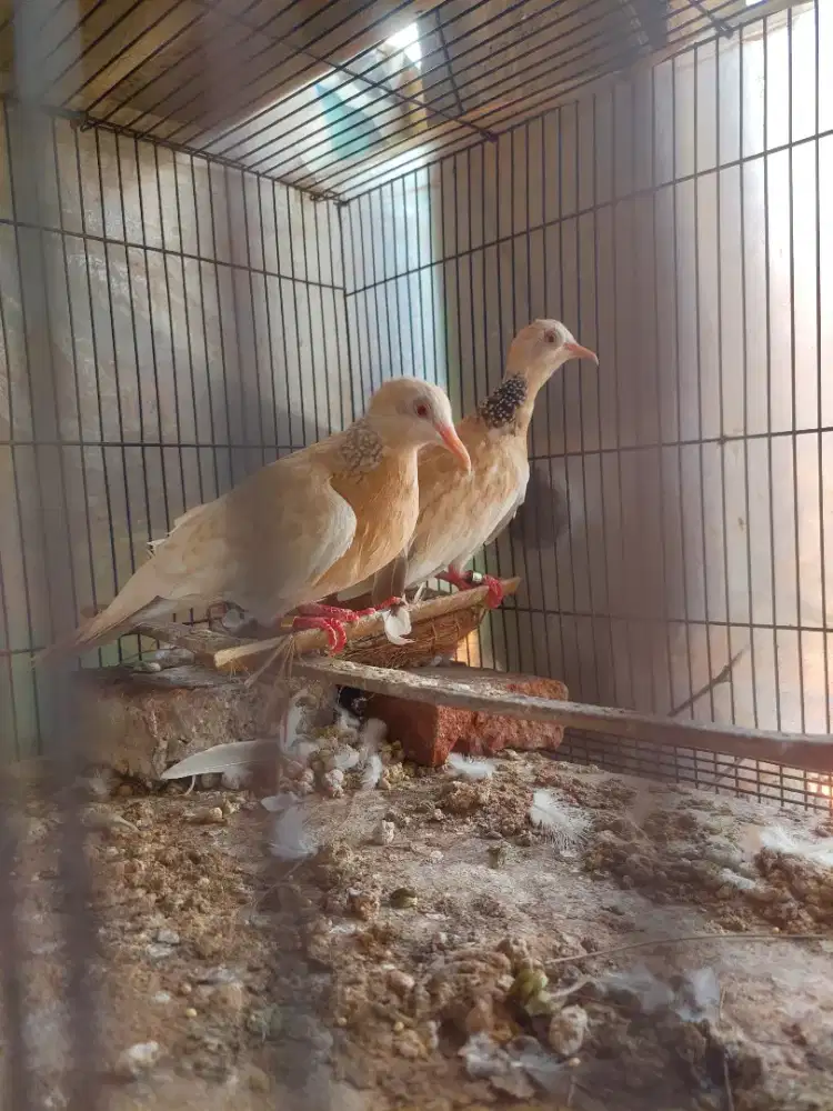 Derkuku golden baru jodoh.