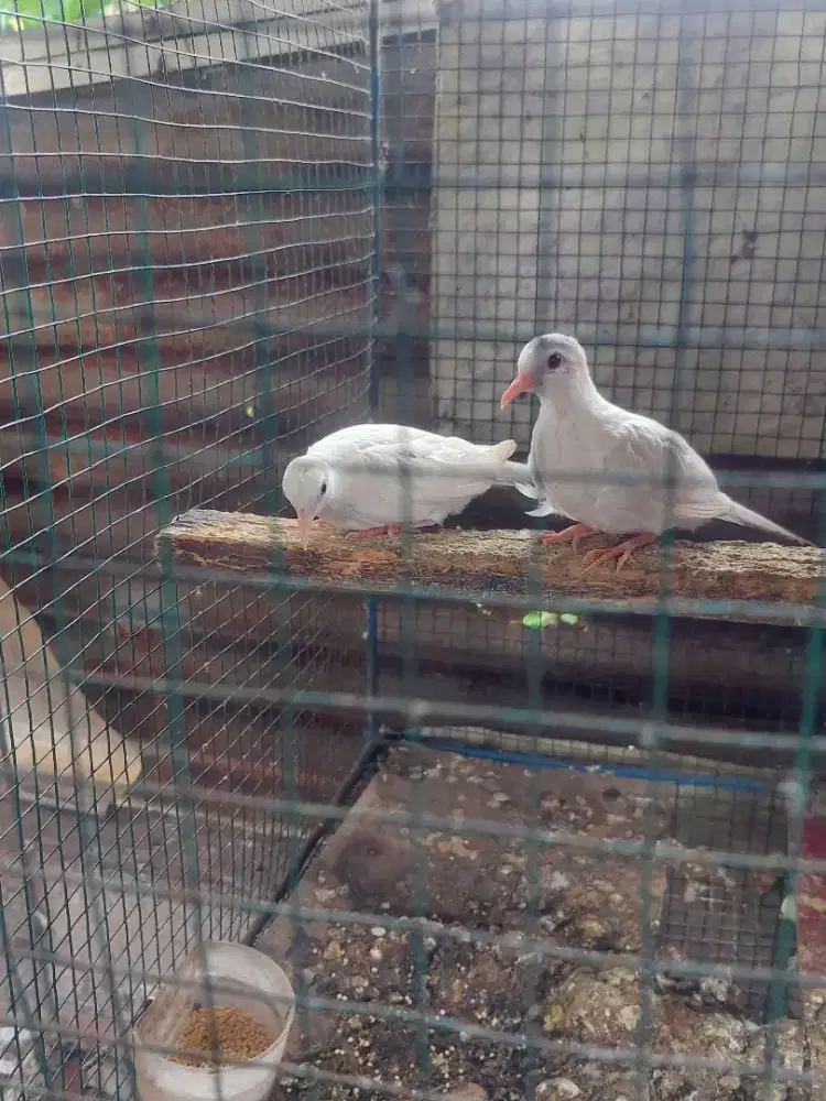 Burung perkutut putih lurik