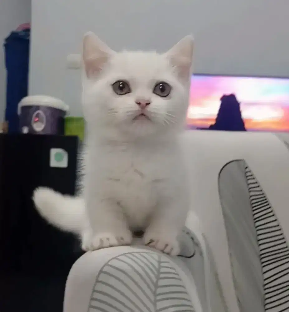 Munchkin BSH Female Line Ped