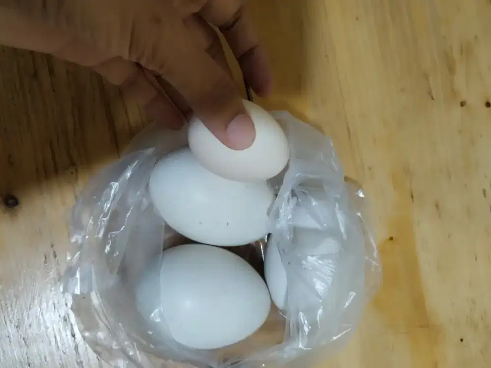 Telur angsa gagal tetas