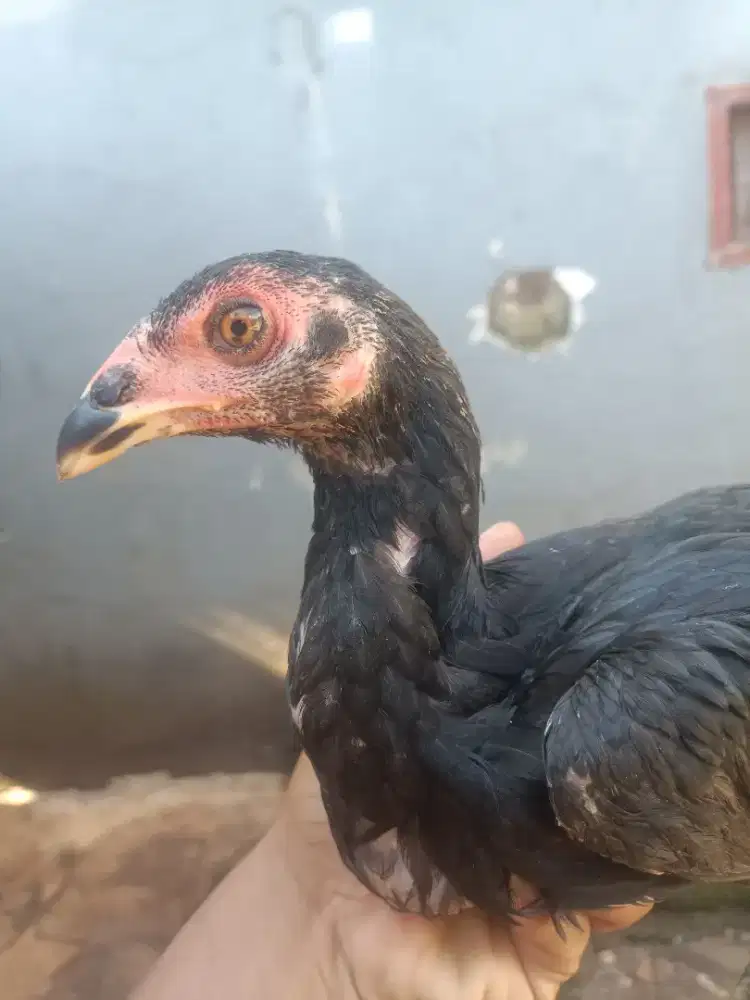 Ayam Bangkok anakan