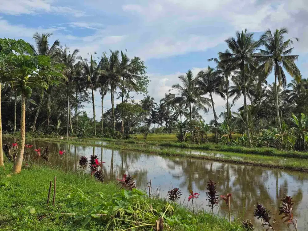 Dijual tanah datar view sawah terasering di bali