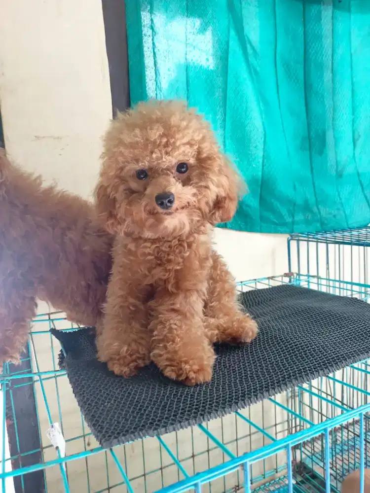 Poodle jantan super kecil