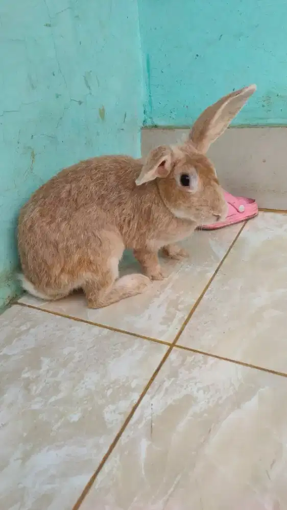 Indukan kelinci bligon