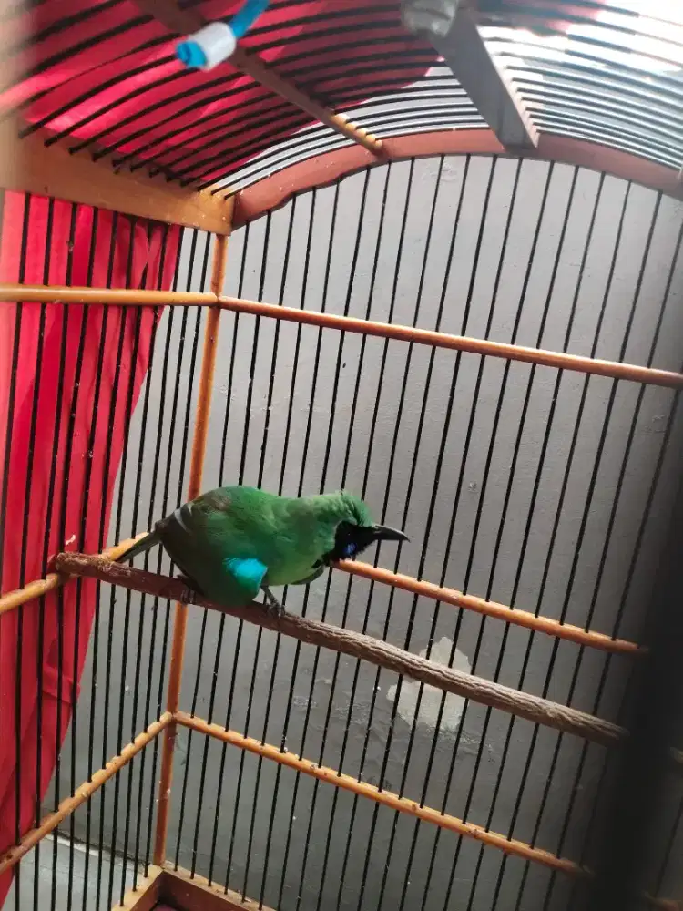 Burung muray bawangi bod big fulset matap dah