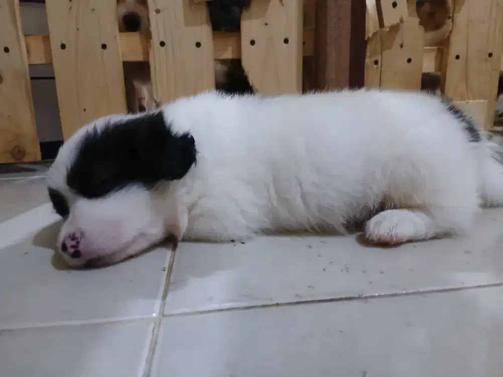 Jual anak anjing mix