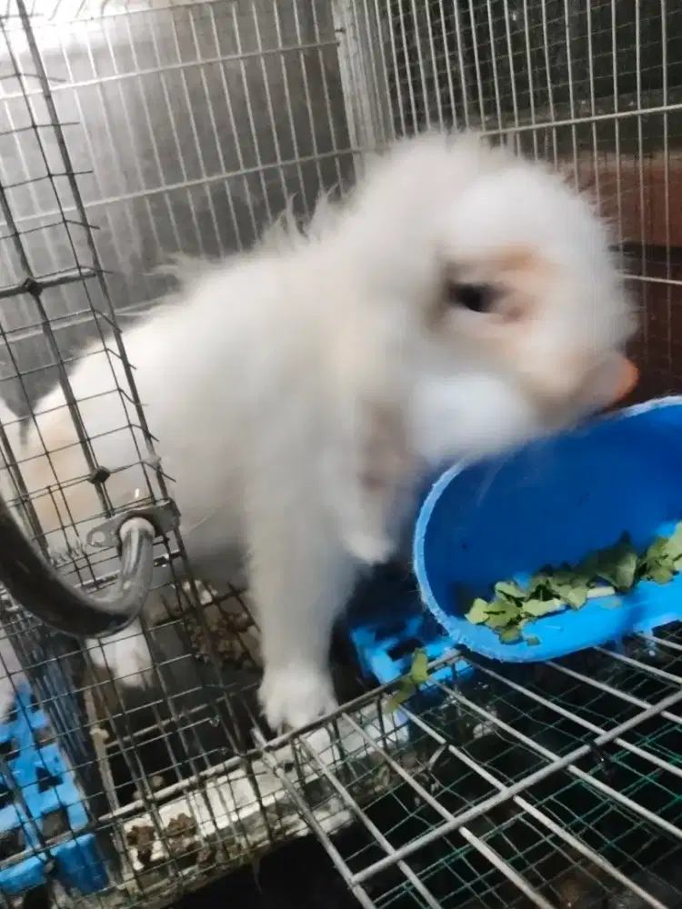 Kelinci murah anggora English dan fujilop