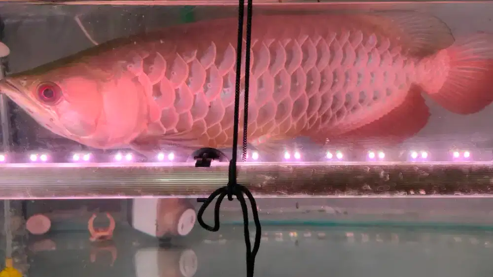 Jual Ikan Arwana Golden Red (RTG) 45cm