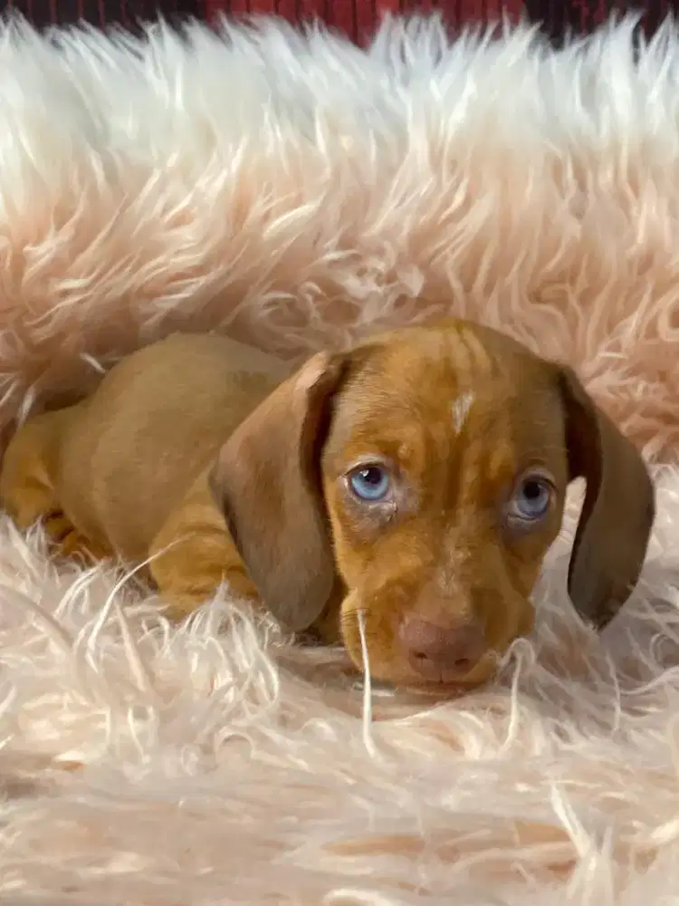 Anjing Dachshund Tekel