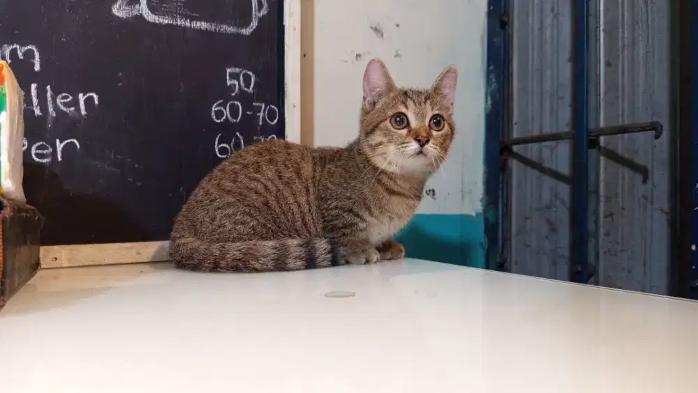 Munchkin Bsh golden tabby RH